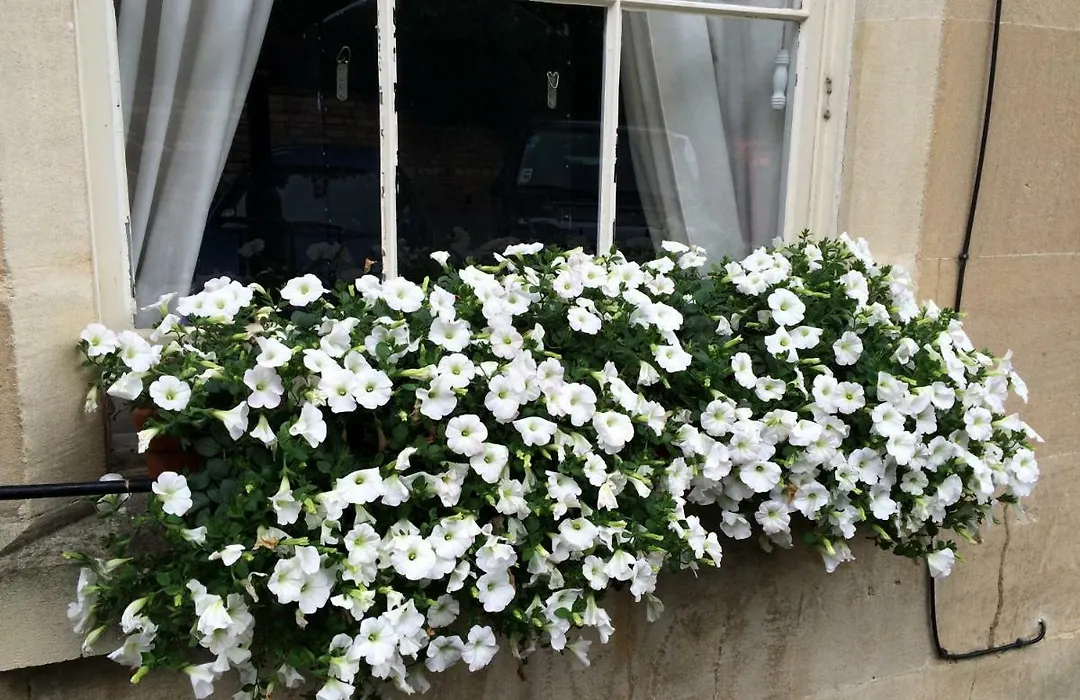 No 4 Ainslie'S Belvedere B&B-1